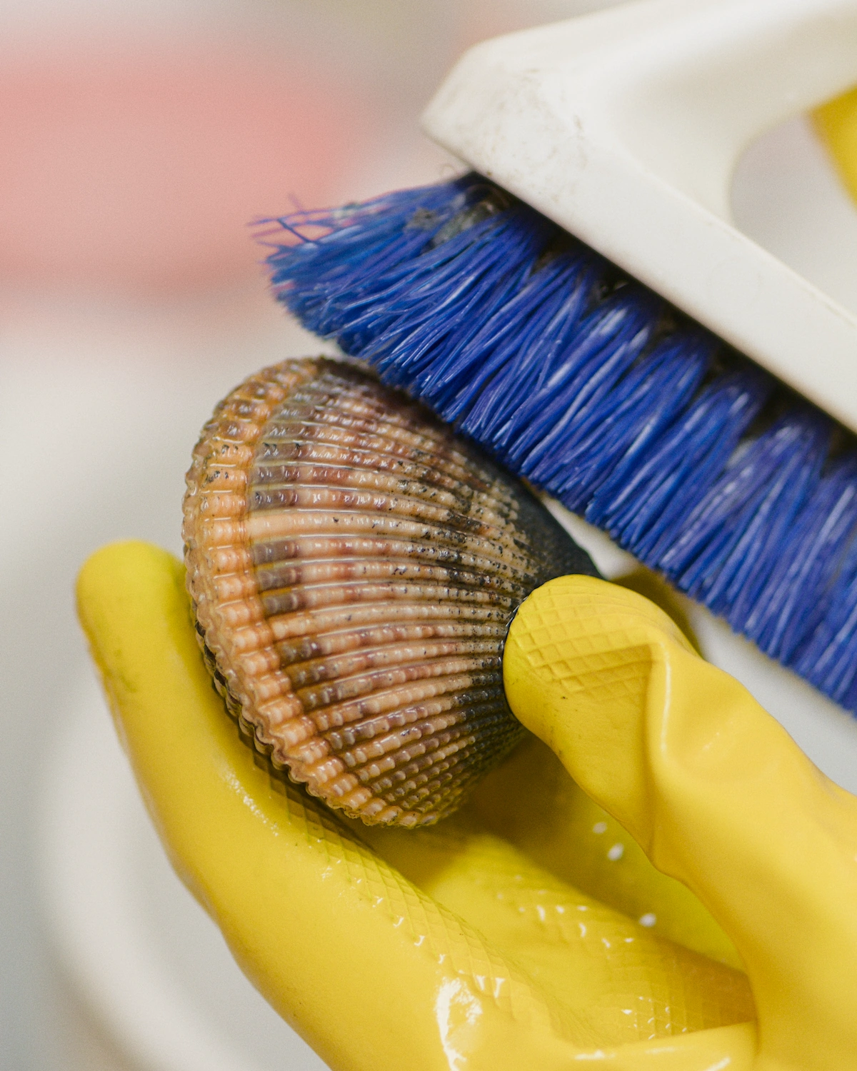 A blue bristled scrub brush is used to remove sand and mud from the shell of a cockle clam