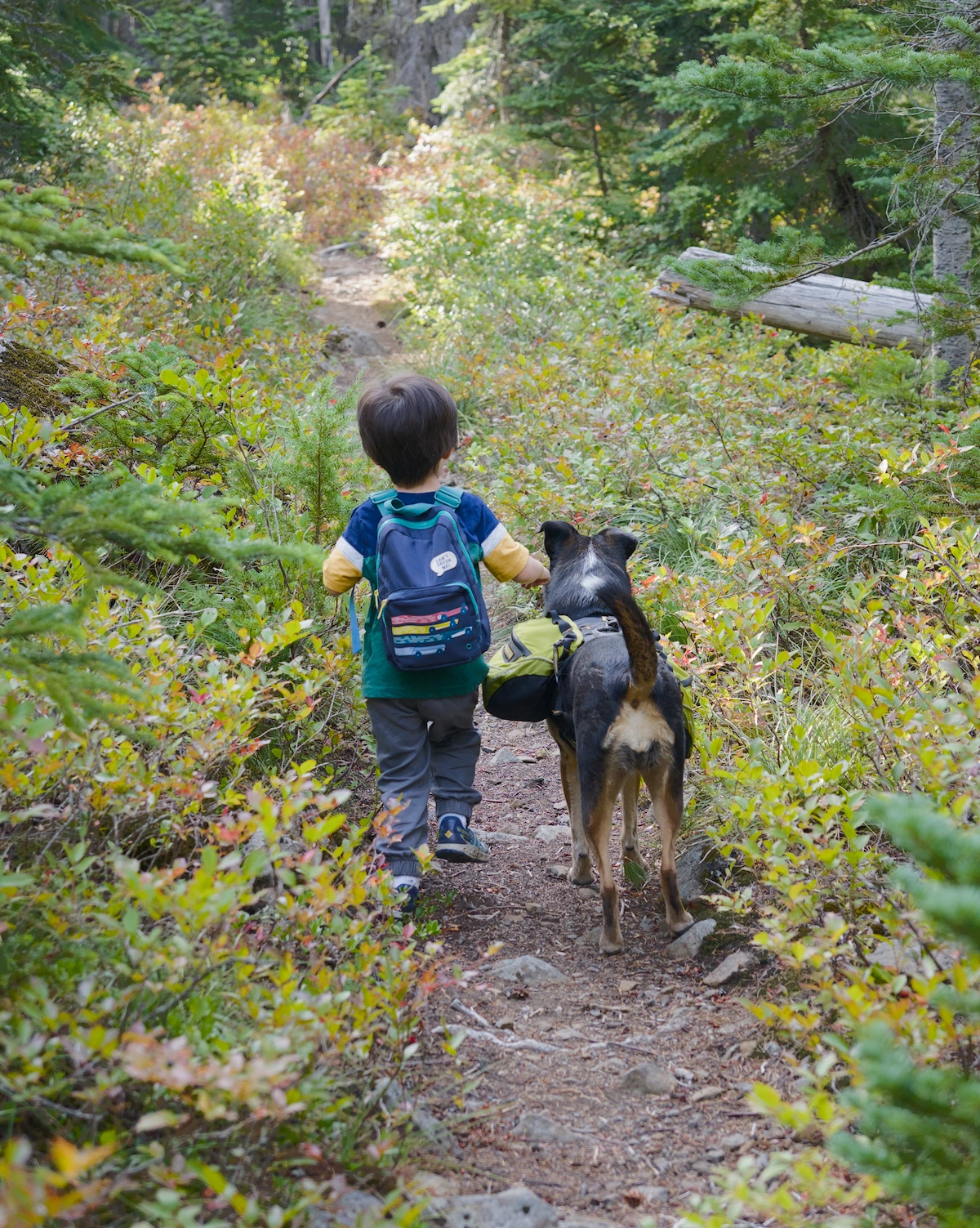 A toddler wearing a backpack hikes beside a dog with a backpack on