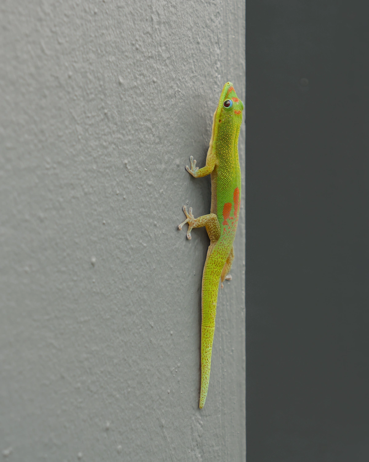 A bright green gecko on a grey wall
