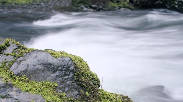 A moss covered rock with a flowing creek in the background