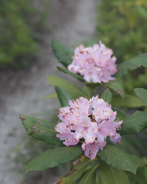 Close up of pink rhododendron flowers in full bloom