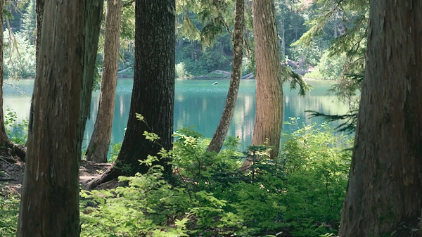 A brilliant blue lake seen through large conifer trees